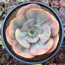 Echeveria 'Lemon and Lime' 4" Succulent Plant