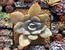 Echeveria 'Bambino' 3" Powdery Succulent Plant