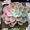 Echeveria 'Pink Vera' Variegated 2"-3" Succulent Plant