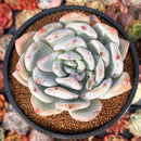Echeveria 'Ivory' 4"-5" Powdery Succulent Plant