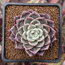 Echeveria Agavoides 'Plum Rose' 2" Succulent Plant