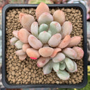 Echeveria 'Orange Sherbert' New Hybrid 2"-3" Cluster Succulent Plant