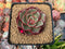 Echeveria Agavoides 'Red Fantasy' 2" Succulent Plant