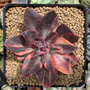 Echeveria 'Hanaikada' Variegated 2"-3" Succulent Plant