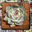Echeveria 'Casio' Lightly Variegated 2" Succulent Plant