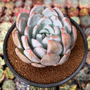 Echeveria 'Laui' x 'Lindsayna' 4" Powdery Succulent Plant