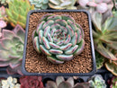 Echeveria 'Marcel' 2" Succulent Plant