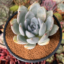 Echeveria 'Ivory' 3" Powdery Succulent Plant