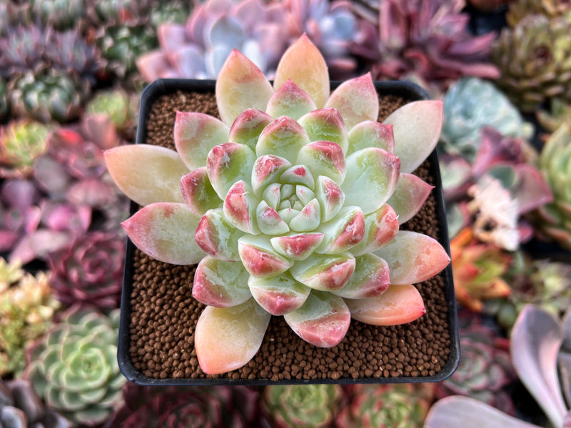 seaside succulents Seaside succulents, S/2 main image 0
