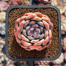 Echeveria 'Prada' 2" Succulent Plant