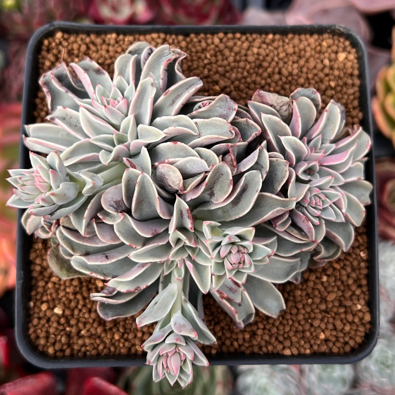 succulents planted in fountain Echeveria 'Fantastic Fountain' 3" Cluster Succulent Plant – True Succulents  Plant Co