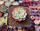 Echeveria 'Pink Crystal' 2" Succulent Plant