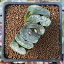 Haworthia Truncata 'Glass Wall' 2" Succulent Plant