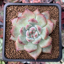 Echeveria 'Gold Peach' 2" Succulent Plant