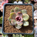 Echeveria 'Volare' 1"-2" Succulent Plant