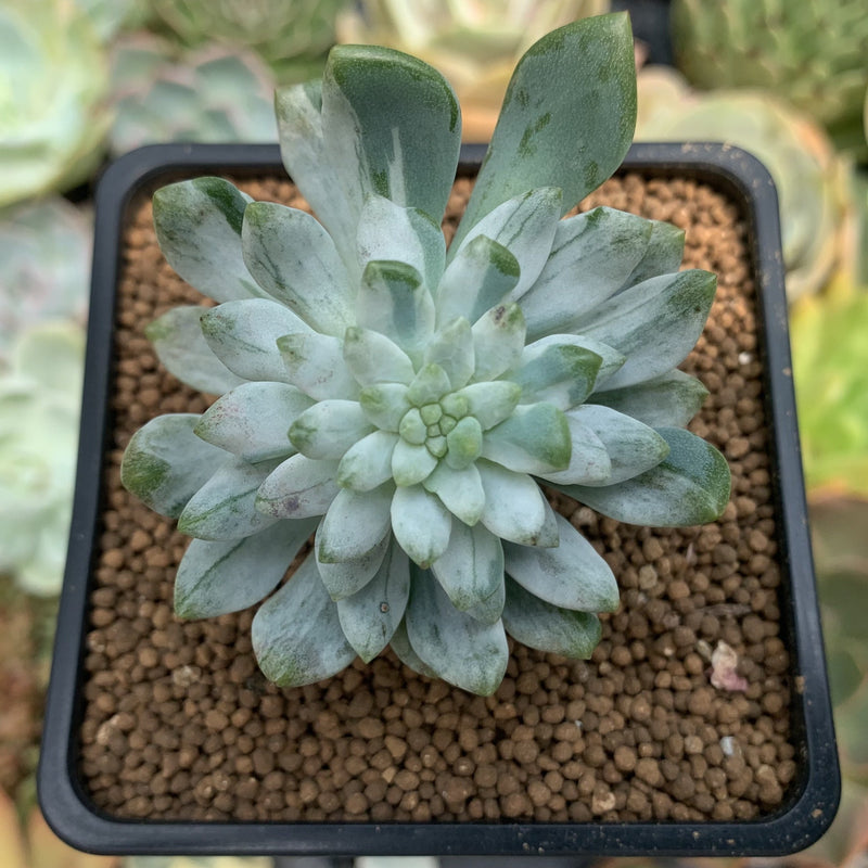 succulent blue elf Sedeveria 'Blue Elf' Variegated 2