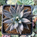 Echeveria 'Unguiculata' 2" Succulent Plant