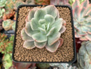 Echeveria 'Luella' Variegated 2"-3" Succulent Plant