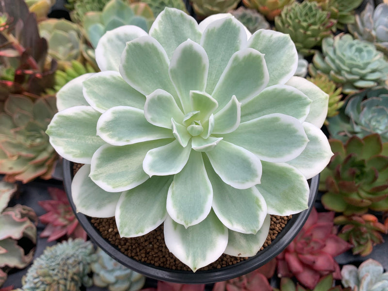 Echeveria 'Lemon Lime' Variegated Large 6