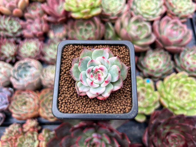 chihuahuaensis succulent Echeveria 'Chihuahuaensis' Variegated 1" Succulent Plant – True Succulents  Plant Co
