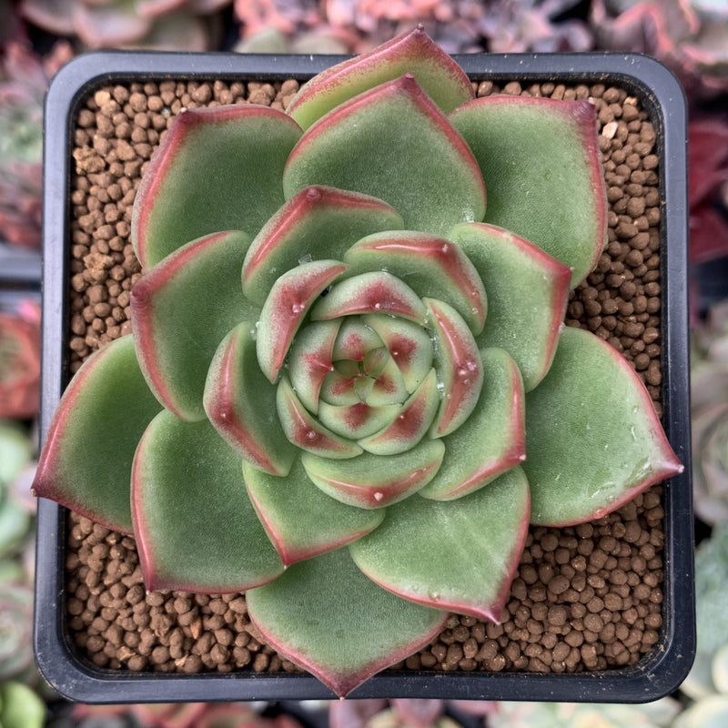 green succulent with red edges Echeveria Agavoides 'Red Corn' 2" Succulent Plant – True Succulents Plant Co