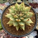 Echeveria 'Maria' Crested 4"-5" Succulent Plant
