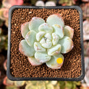 Echeveria 'Icy Green' 1" Succulent Plant