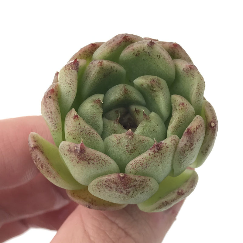Echeveria Agavoides 'Amethyst' 1" Succulent Plant