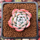 Echeveria 'Prada' 1" Succulent Plant