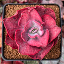 Echeveria Frill sp. Variegated 3" Succulent Plant