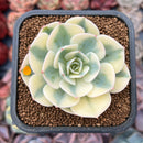 Echeveria 'Compton Carousel' 2" Succulent Plant
