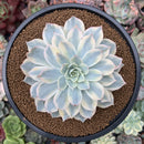 Echeveria 'Subsessilis' Variegated 3"-4" Succulent Plant