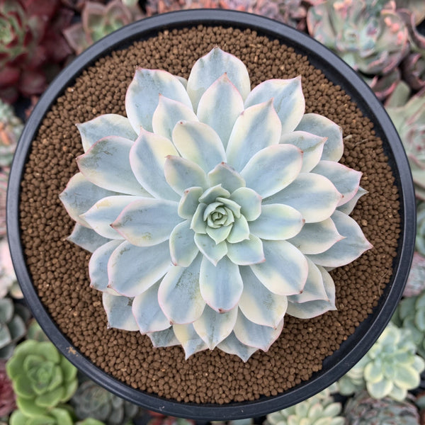 Echeveria 'Subsessilis' Variegated 3