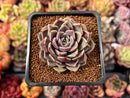 Echeveria 'Cyndy' 2" New Hybrid Succulent Plant