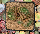 Echeveria 'Pumila' Cluster 4" Succulent Plant