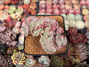 Echeveria 'Tuxpan' Crested 3" Succulent Plant
