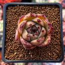 Echeveria Agavoides 'Super Bee' 1" Succulent Plant