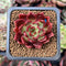 Echeveria Agavoides 'Superbell' 1" Small New Hybrid Succulent Plant