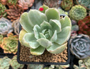 Echeveria 'Pastel' Variegated 2" Succulent Plant