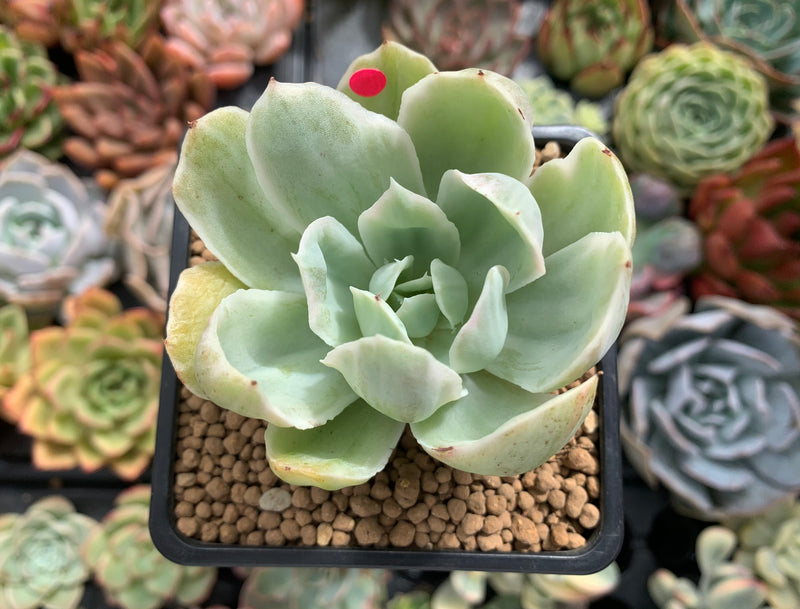 succulent pastel Echeveria 'Pastel' Variegated 2" Succulent Plant