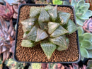 Haworthia Comptoniana Hybrid 3" Succulent Plant