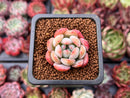 Echeveria 'Starmark' 1" Succulent Plant