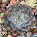 Echeveria 'Mojeong' 6" Large Powdery Succulent Plant