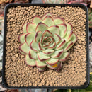 Echeveria 'Mexican Pulidonis' 2"-3" Succulent Plant