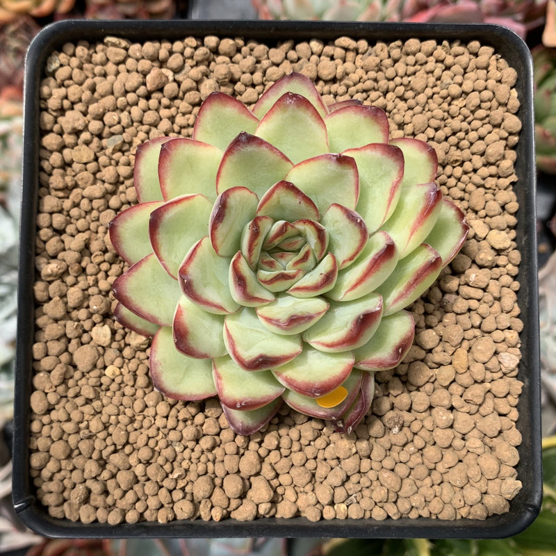 mexican succulent plant Echeveria 'Mexican Pulidonis' 2"-3" Succulent Plant