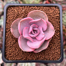 Echeveria 'Rainbow' Variegated 1" Succulent Plant
