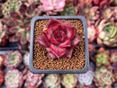 Echeveria Agavoides 'Pentera' 1" Small Succulent Plant