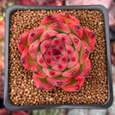 Echeveria Agavoides 'Rose Garnet' 2" Succulent Plant