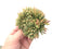 Echeveria Agavoides Crested 4" Succulent Plant