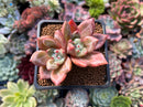 Echeveria 'Baekya' 2" Succulent Plant